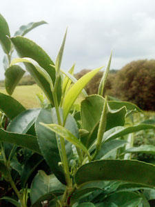 Tea buds growing in Moonrise's field in Hawaii