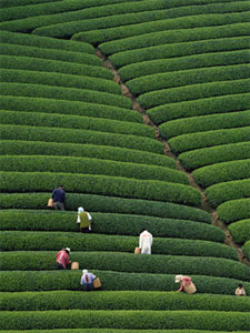 Indian Tea Field