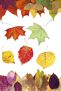 Autumn leaves are wonderfully diverse in shape and color.