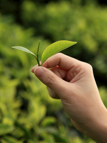 Picking the perfect tea leaf