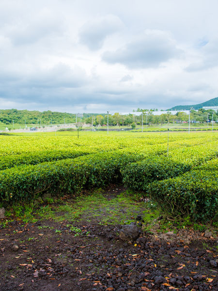 Tea fields on Jeju Island, South Korea