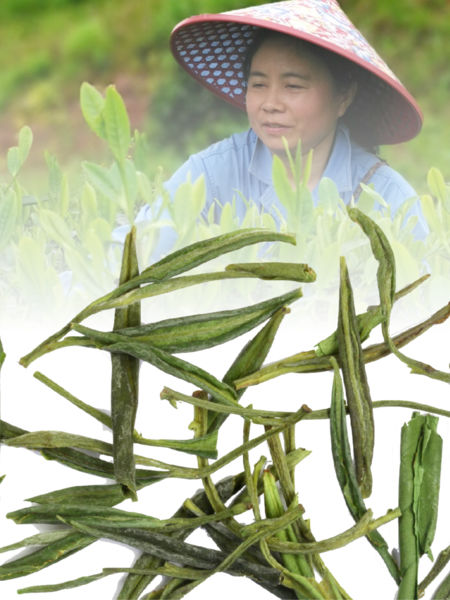 meng ding huang ya and farmer Gu Zhi Xin
