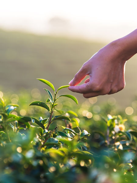 Any tea from the true tea plant, Camellia sinensis, will have caffeine, since the fresh leaves contain approximately 4% of the compound, mostly derived from theobromine.
