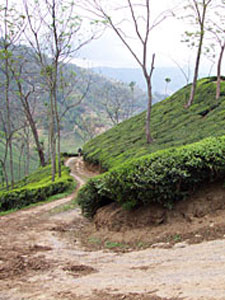 2002: A Year End Review of the Tea Industry