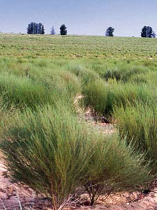 Rooibos Bush