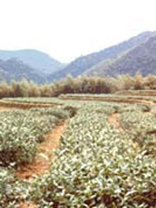 Tung Ting Tea Plantation