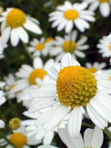 Chamomile Flowers