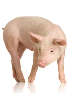 Underweight Pig