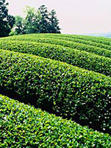 Tea Field