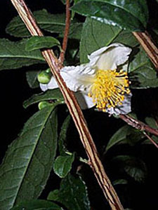 Camellia Sinensis