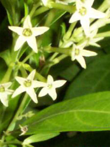 Night Blooming Jasmine