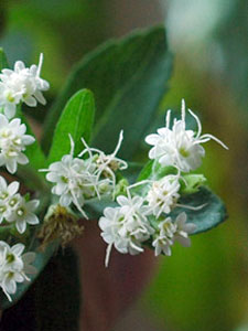 Stevia Rebaudiana