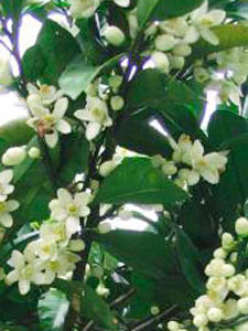 Night Blooming Jasmine