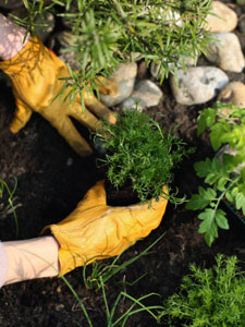 Growing Chamomile