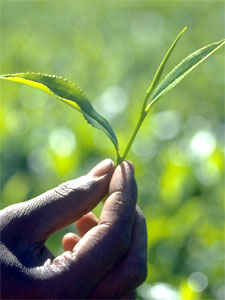 The tea leaf possesses secret powers