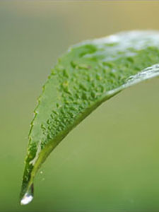 Rainfall is important to tea production