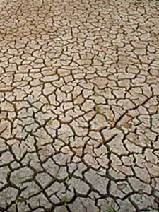 Farmland experiencing drought