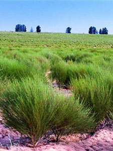 Rooibos tea plants