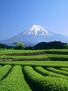 A Shizuoka Tea Farm