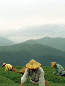 Purity: A Meaningful, Tea-Inspired Benefit for the American Botanical Council