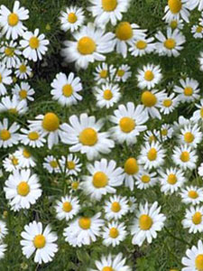 Chamomile flowers