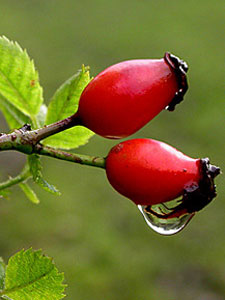 Rose Hips