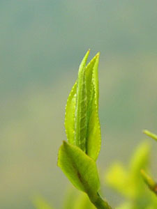 A delicate tea bud