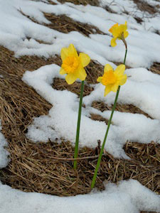 Tea gardens wish for early spring