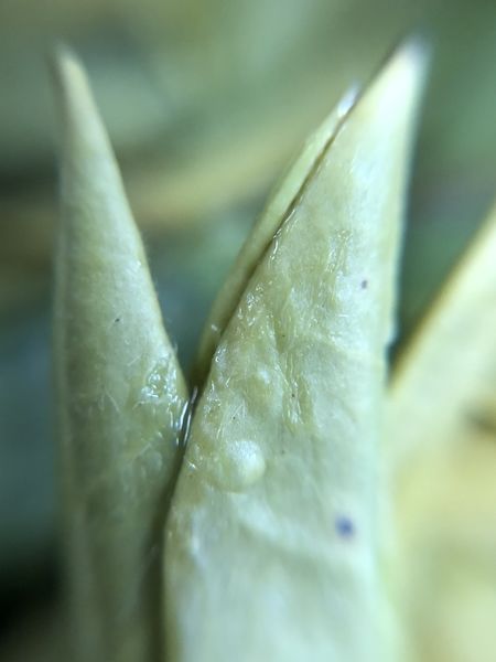 closeup of leaves