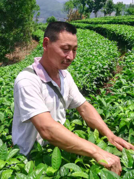 Zhao Ji Lin, our tea famer