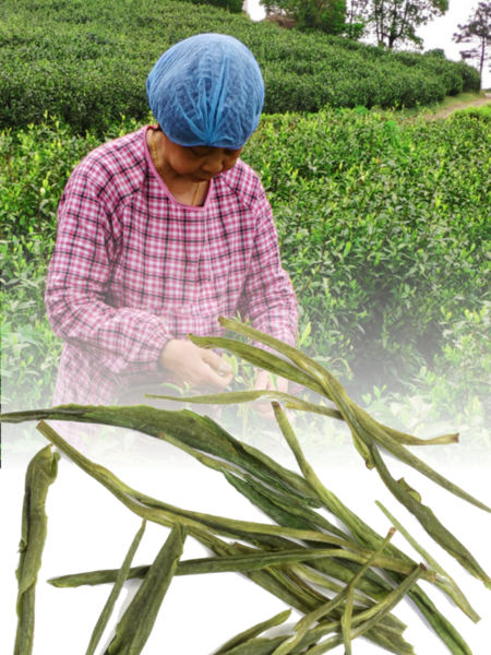 Yu Qian Anji Bai Cha and farmer Yu Feng 