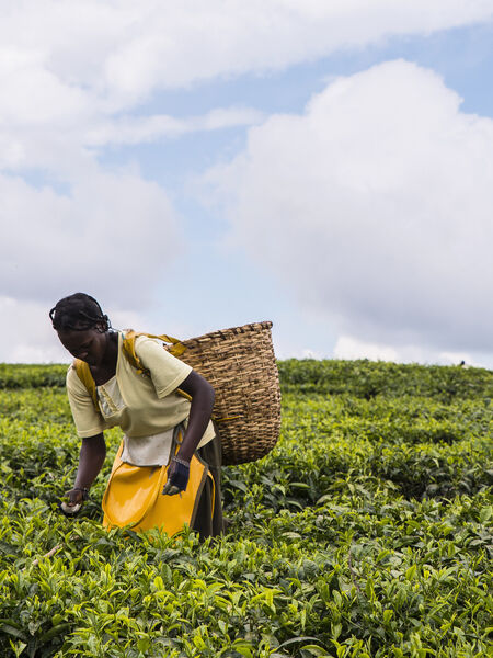 There is no rest, however, for its stellar tea industry, the world’s third largest producer after China and India.