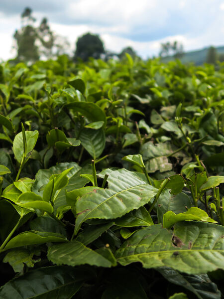 These areas produce primarily black tea, in high demand as a blending tea, however modest amounts are also processed as white or green.