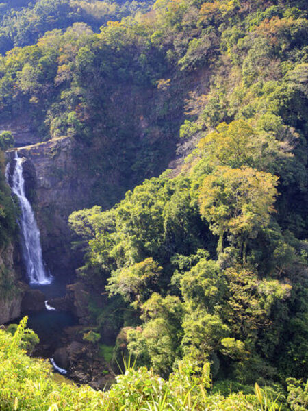 Long Tan is a rural district within Taoyuan County and lies southwest of Taipei County. It has a notable history in black tea production. In recent decades however, low elevation tea farms on flatter terrain have begun to developed. The larger yield per area ratio is evident due to flatter ground where machine harvesting is possible at lower elevation where the tea plants tend to grow faster.