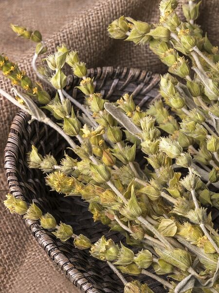 This hardy plant, hailing from the high mountains of the Balkans, has long been a panacea in its region with generations of locals enjoying Greek Mountain Tea or sideritis as healthful herbal tisane.