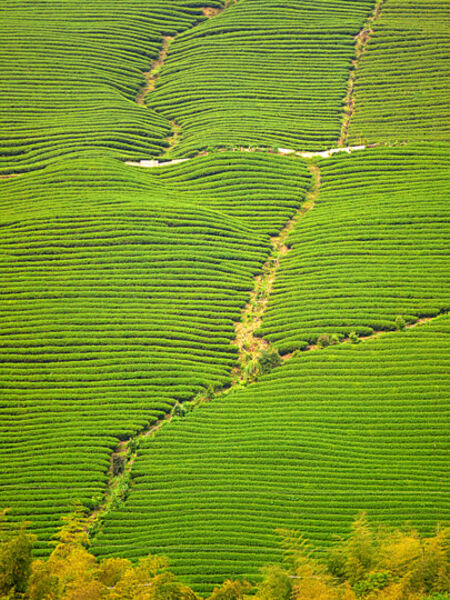 Camellia Sinensis: Tea Leaves, Buds, and Beyond From bold black teas to mild and grassy green teas, to complex oolongs, before they’re turned into their colorful blends, all tea starts off as the leaves of a subtropical bush, Camellia sinensis.
