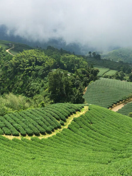 Taiwan Tea Spotlight: Wen Shan Pouchong Image Caption (plain text only)