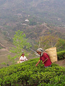 I got that feeling my sweet Darjeeling