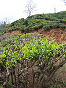 2002: A Year End Review of the Tea Industry