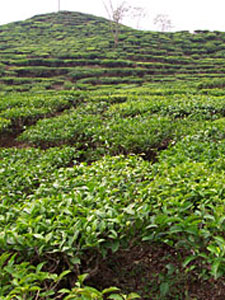 The Future of Tea