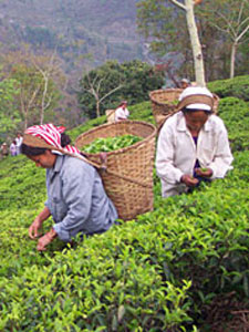 Tea History: Old Myths about Tea and Health