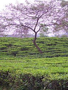 Japanese Tea History: Rikiyu's Morning Glory