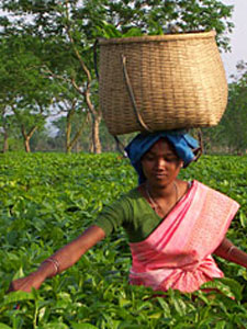 Kettle or Microwave: Water for Tea