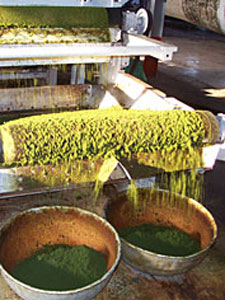 Tea History During The Industrial Revolution